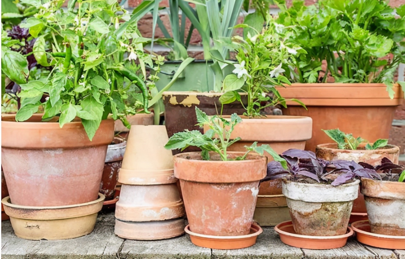 养花怎么选盆,新手养花推荐什么盆