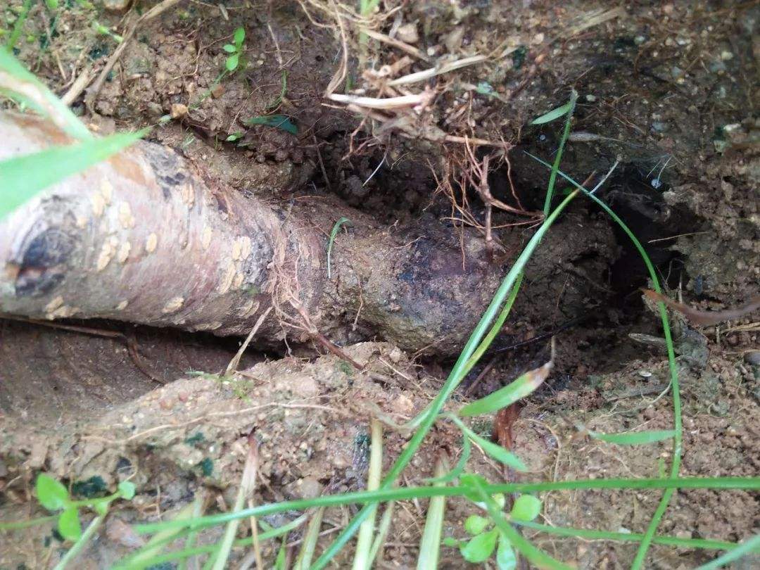 大蒜素对桃树根腐病防治,桃树根腐病的防治方法