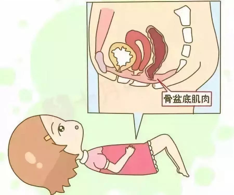 产后盆底肌松弛怎么办？医生分享：孕期产后都可做的盆底肌训练