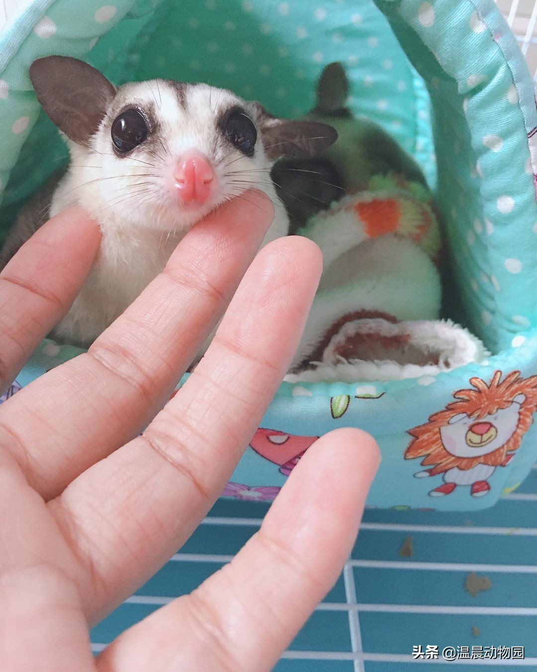 蜜袋鼯怕人怎么克服,蜜袋鼯刚到家怕狗