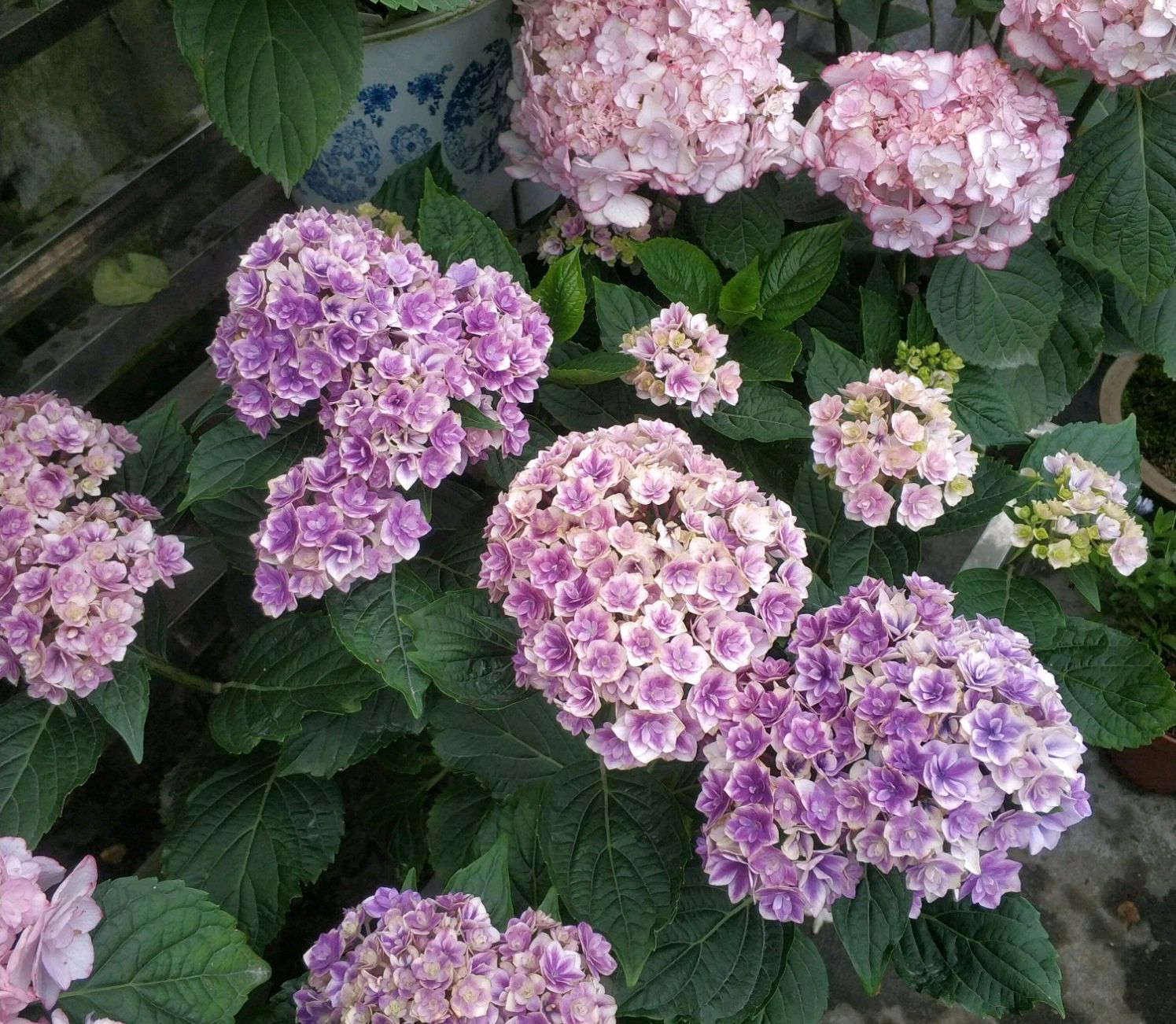 绣球花不缺水但是叶片打蔫,绣球花冬季叶子发蔫掉叶是啥情况