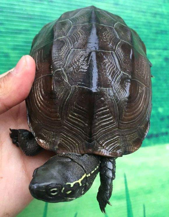 龟冬眠的注意事项视频,龟缸养龟要冬眠吗