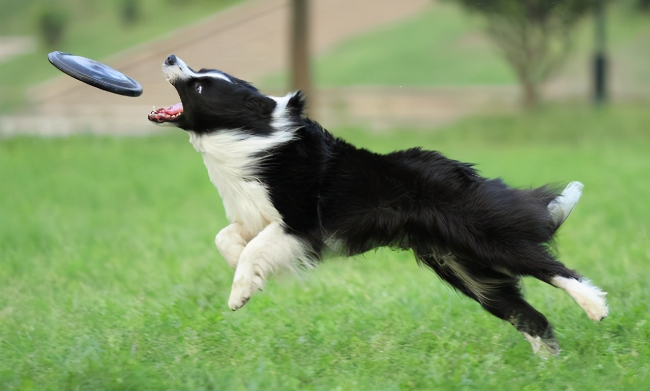 养一个边牧一年大概需要多少费用,养边牧一年费用多少钱
