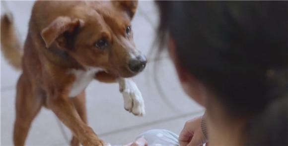 狗狗胎记和孩子一样,狗狗有胎记孩子也有胎记