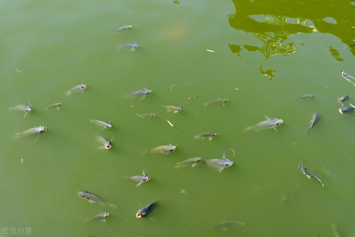 麦鲮侵入南方水系,30年成“珠江一哥”,真比罗非鱼还难缠?