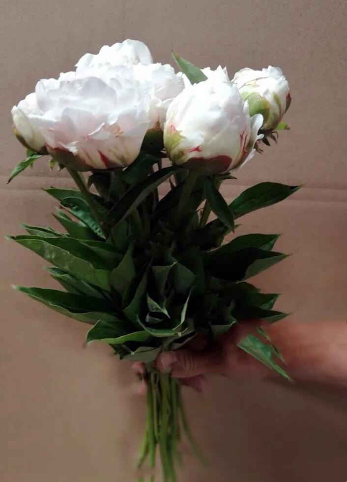 杨妃出浴是牡丹还是芍药,杨妃出浴芍药品种是进口品种吗