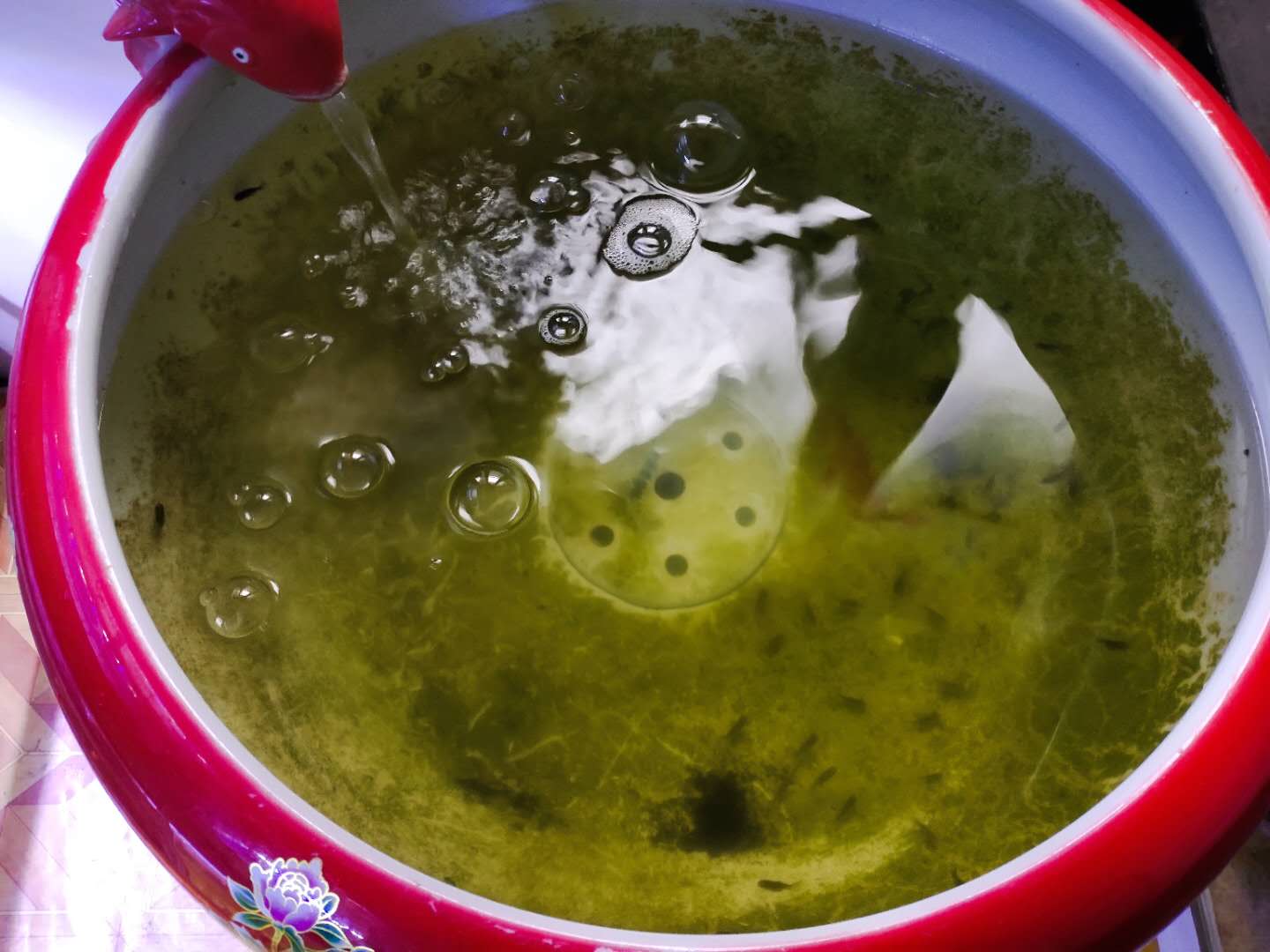 鱼缸起气泡最好的解决办法,鱼缸水发白雾蒙蒙的还有好多气泡