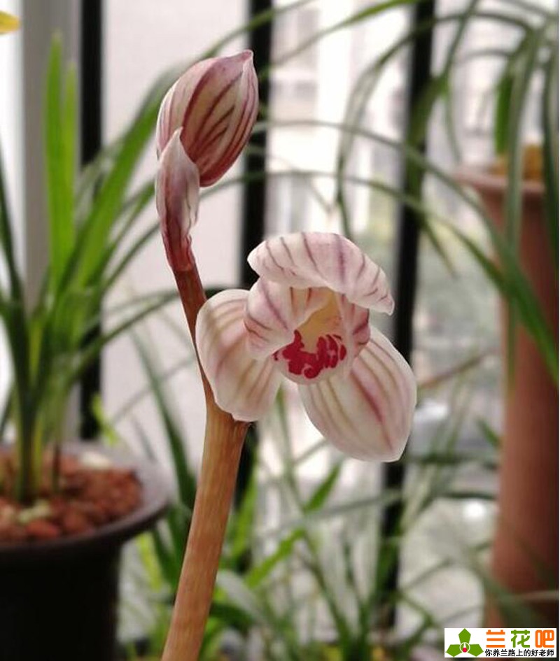 兰花是什么类型的植物,兰花承露叶形态特征