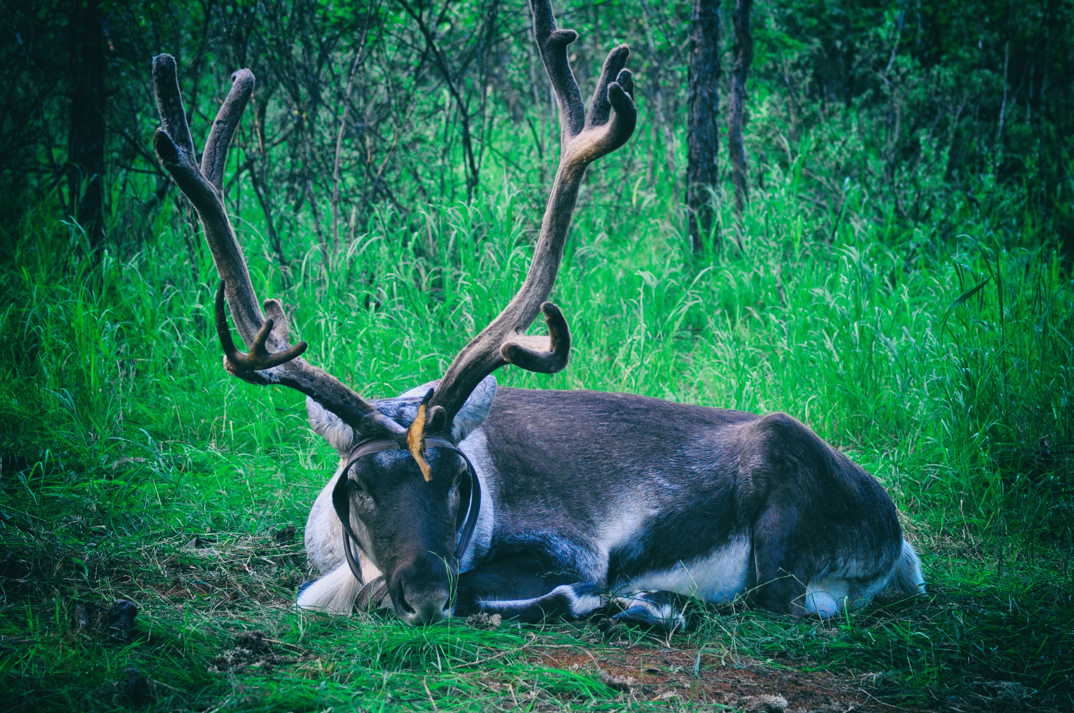 东北游记攻略,东北游记最新视频