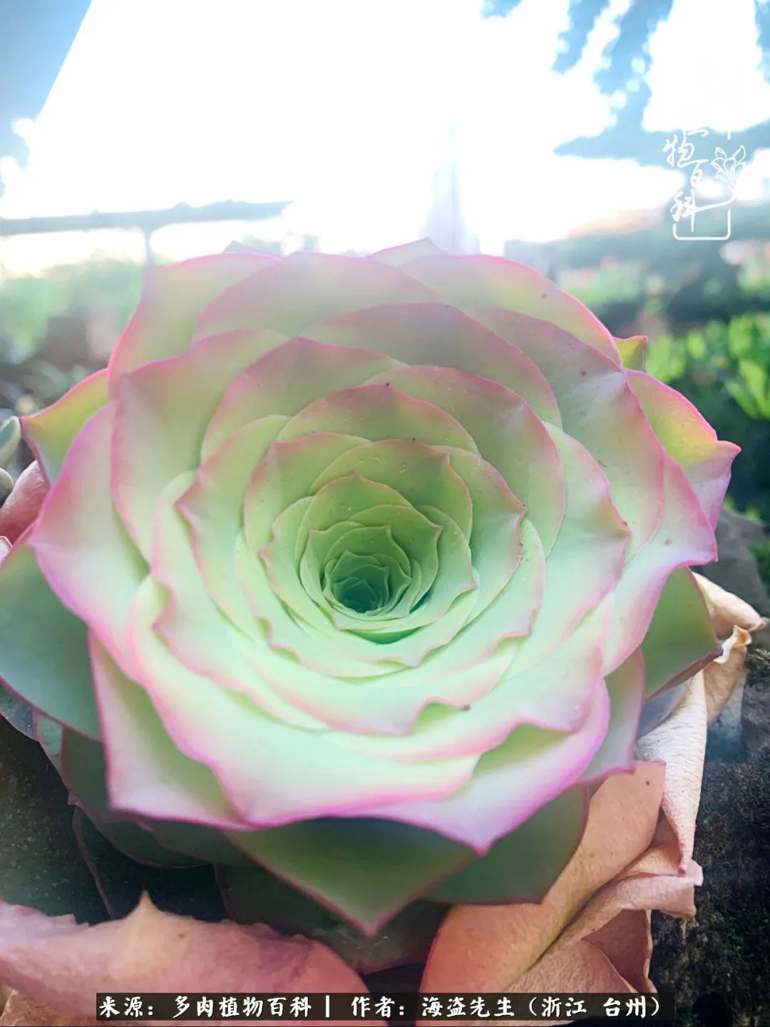 山地玫瑰养护顺口溜,山地玫瑰的养护种植注意事项视频