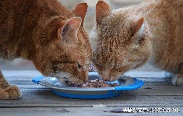 还在只给猫咪喂猫粮吗,到底该给猫咪选什么猫粮