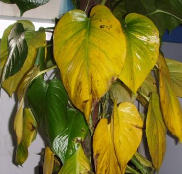 绿萝怎么养不会让它死,绿萝怎么补救最快最有效