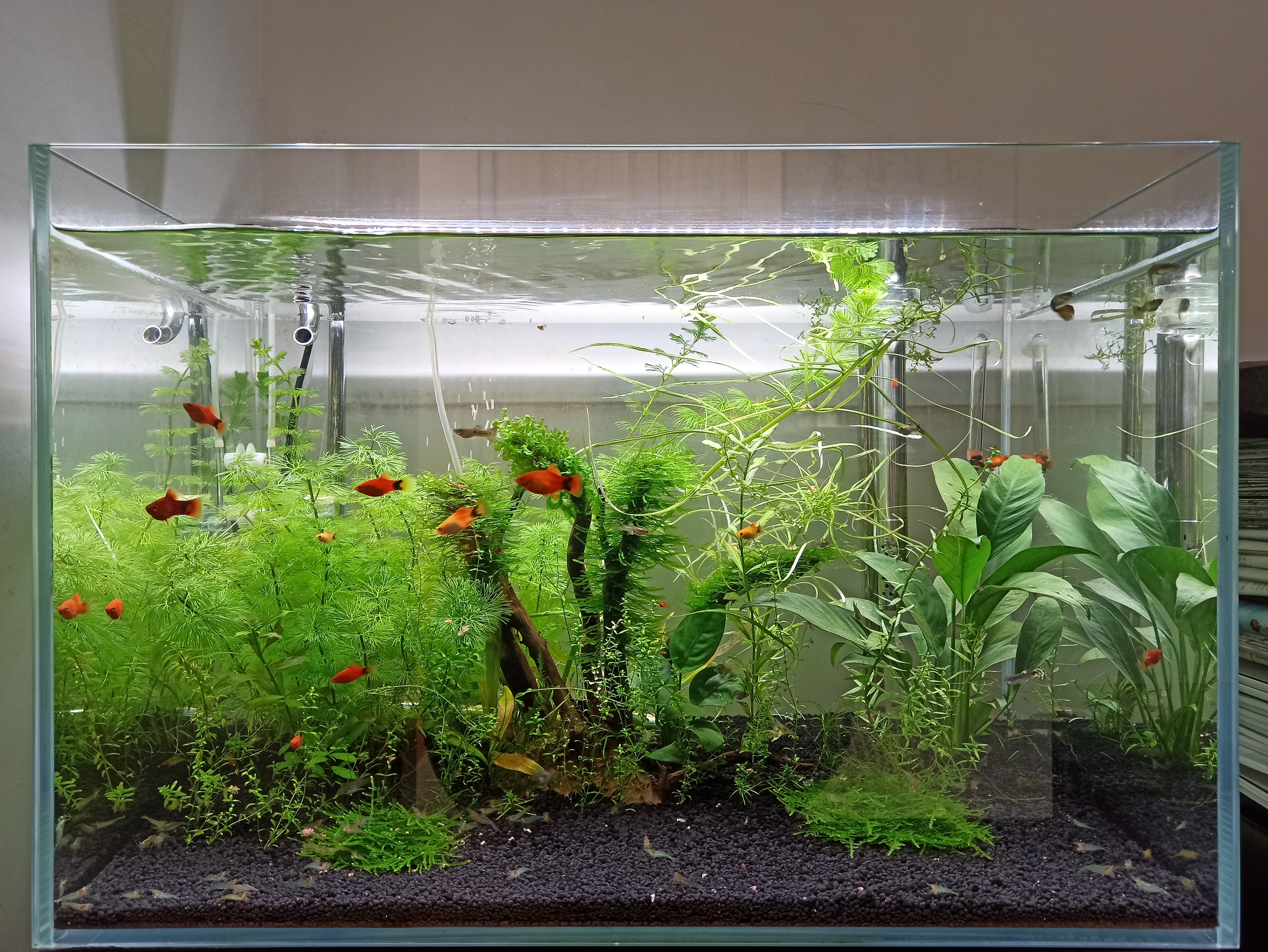 新水怎样建立硝化系统,养鱼的硝化系统