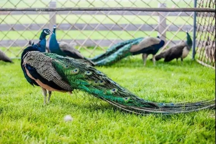 三寰牧场有哪些景点可以玩,三寰牧场亲子露营