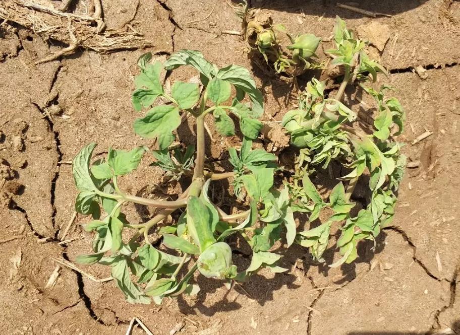 牡丹花夏天叶子落光了怎么办,牡丹花叶子打蔫怎么办