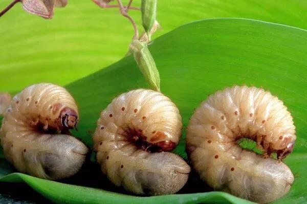 中药材大规模涨价,中药材附子图片