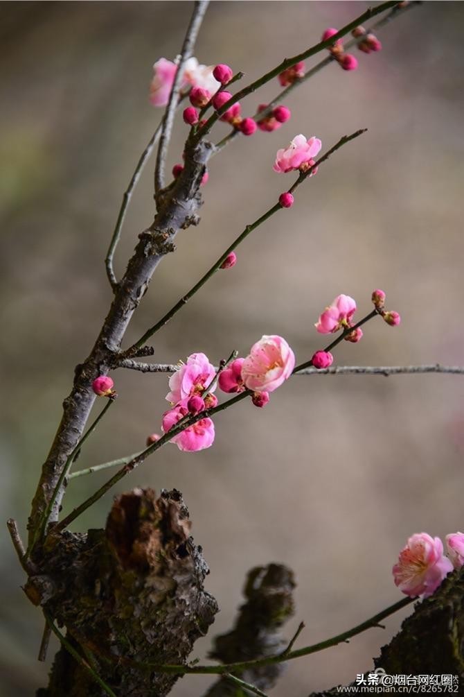 南京梅花山梅花开了吗,来南京梅花山赏梅花
