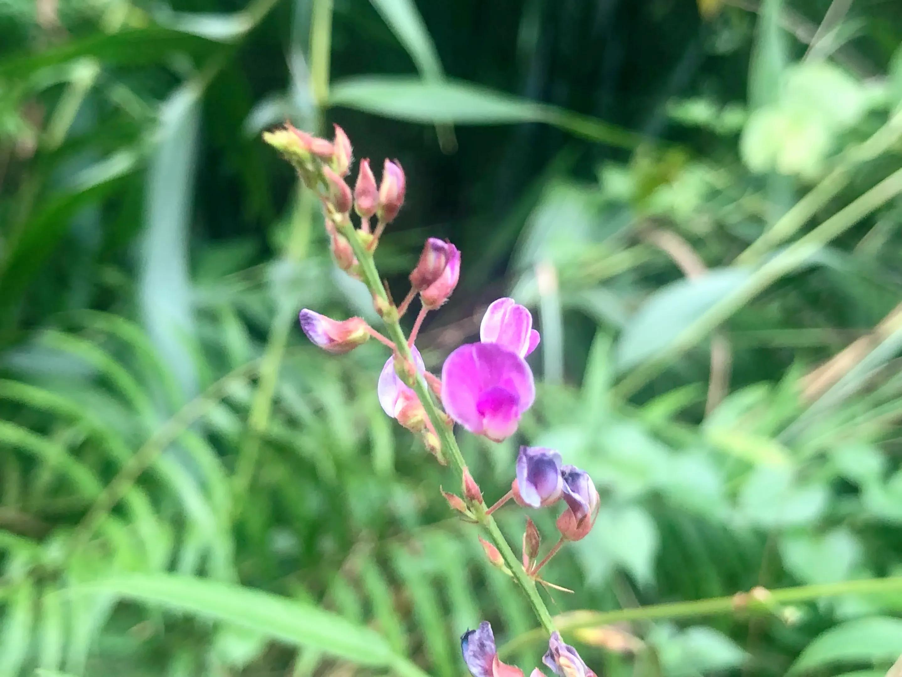 娣卞北鑰佹灄閲庤彍妞嶇墿,鍘诲璁垮北闂寸殑閲庣敓鏈崏妞嶇墿