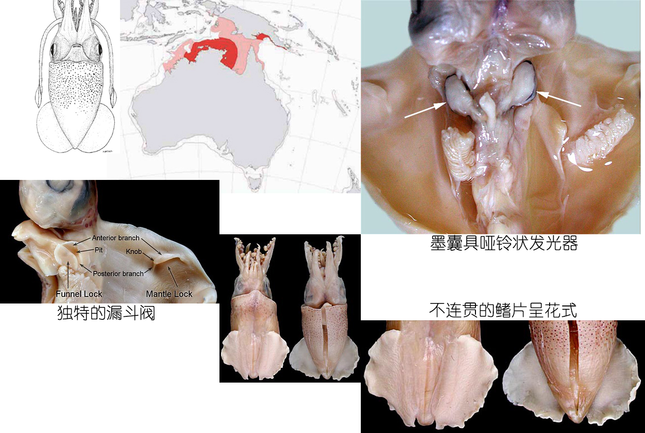 海鲜认识和吃法,海鲜解析