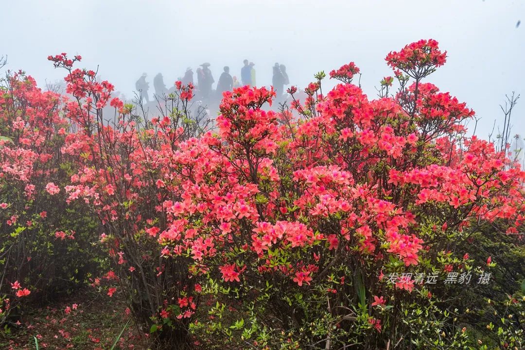 走最远的路,航拍广东最壮美的野生杜鹃花海