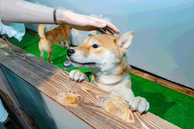 39.9元羊驼,羊驼门票抖音团购