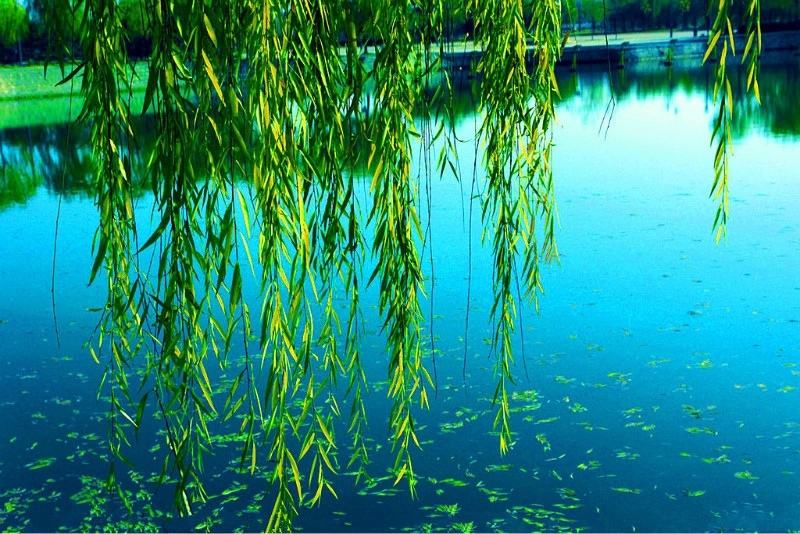 扦插垂柳什么时候成活率高,垂柳能扦插成活吗