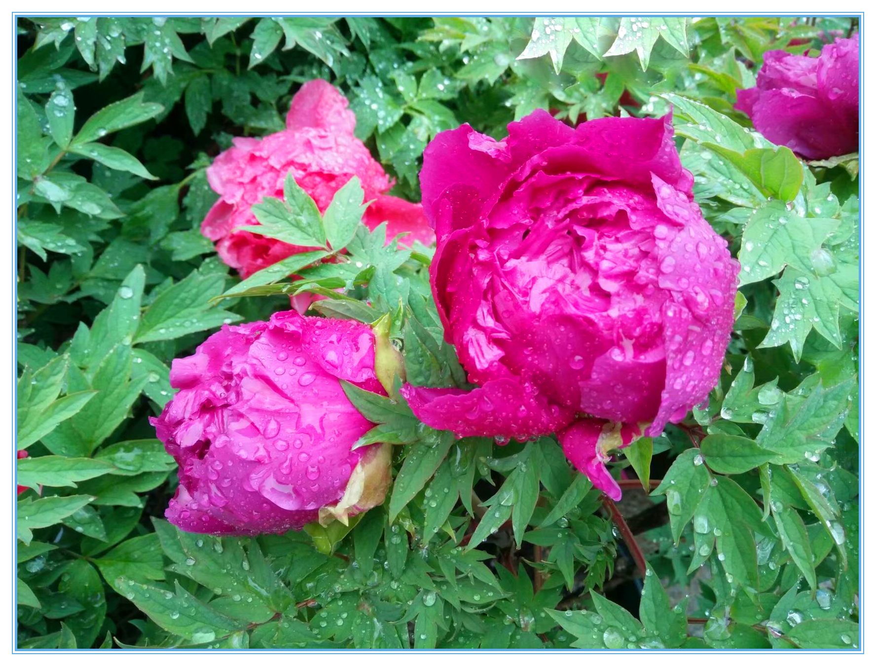 赞牡丹花古诗词,国色天香牡丹展古诗