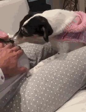 狗子感受到人类胎动,狗趴在主人肚子上听到胎动