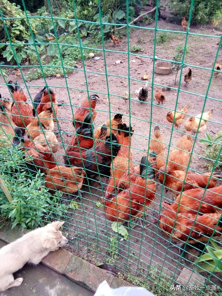 如何防控肉鸡白色念珠菌感染和鸡组织滴虫病？