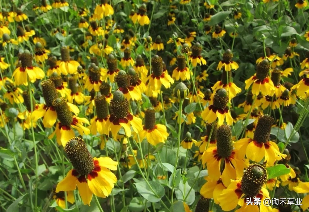 总有人间一两风，填我十万八千梦-松果菊