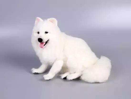 怎么能从宠物去世的悲伤中走出来,如果有一天宠物离开了该怎么办