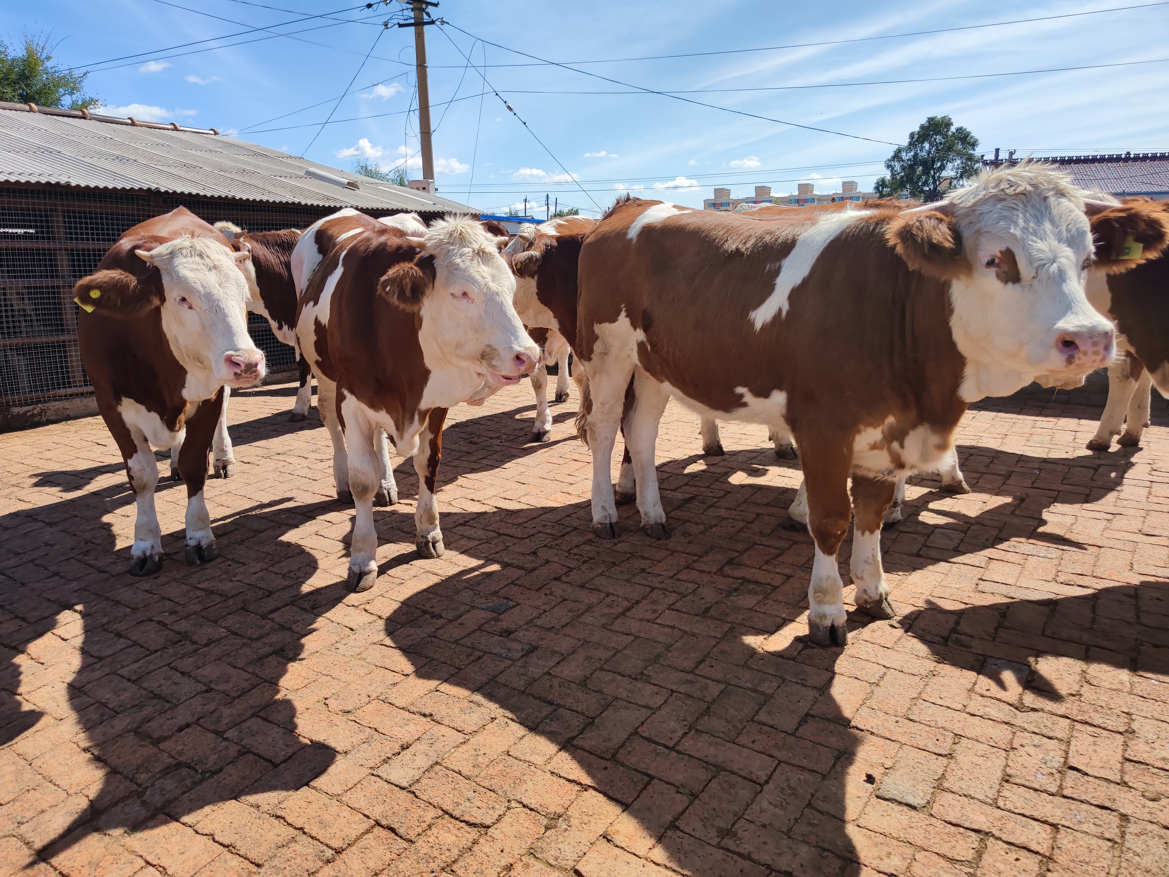 东哥谈发展,东哥谈养牛的前景