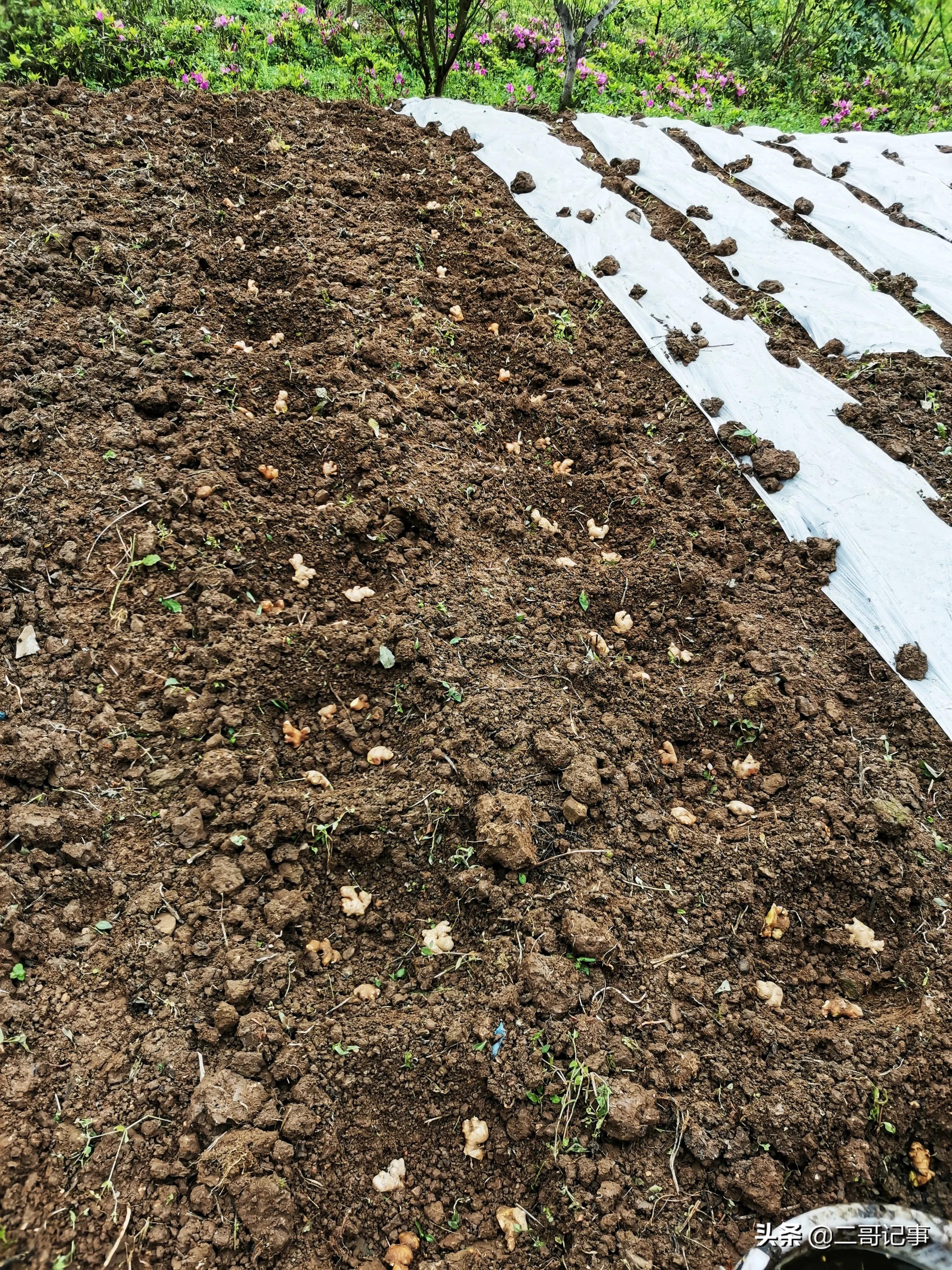 生姜苗发黄枯死怎么治,种生姜切开变黑是怎么回事