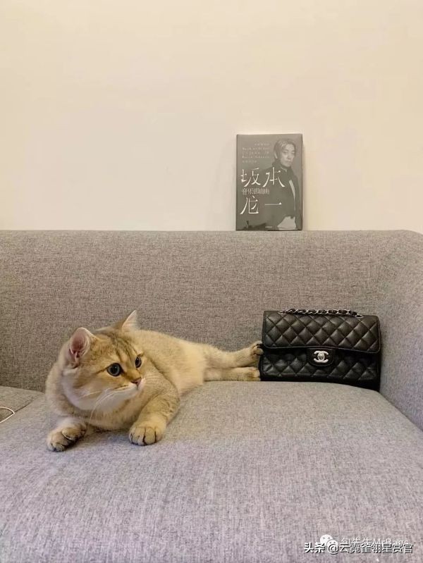 超好看的宠物包,好看又大的宠物包