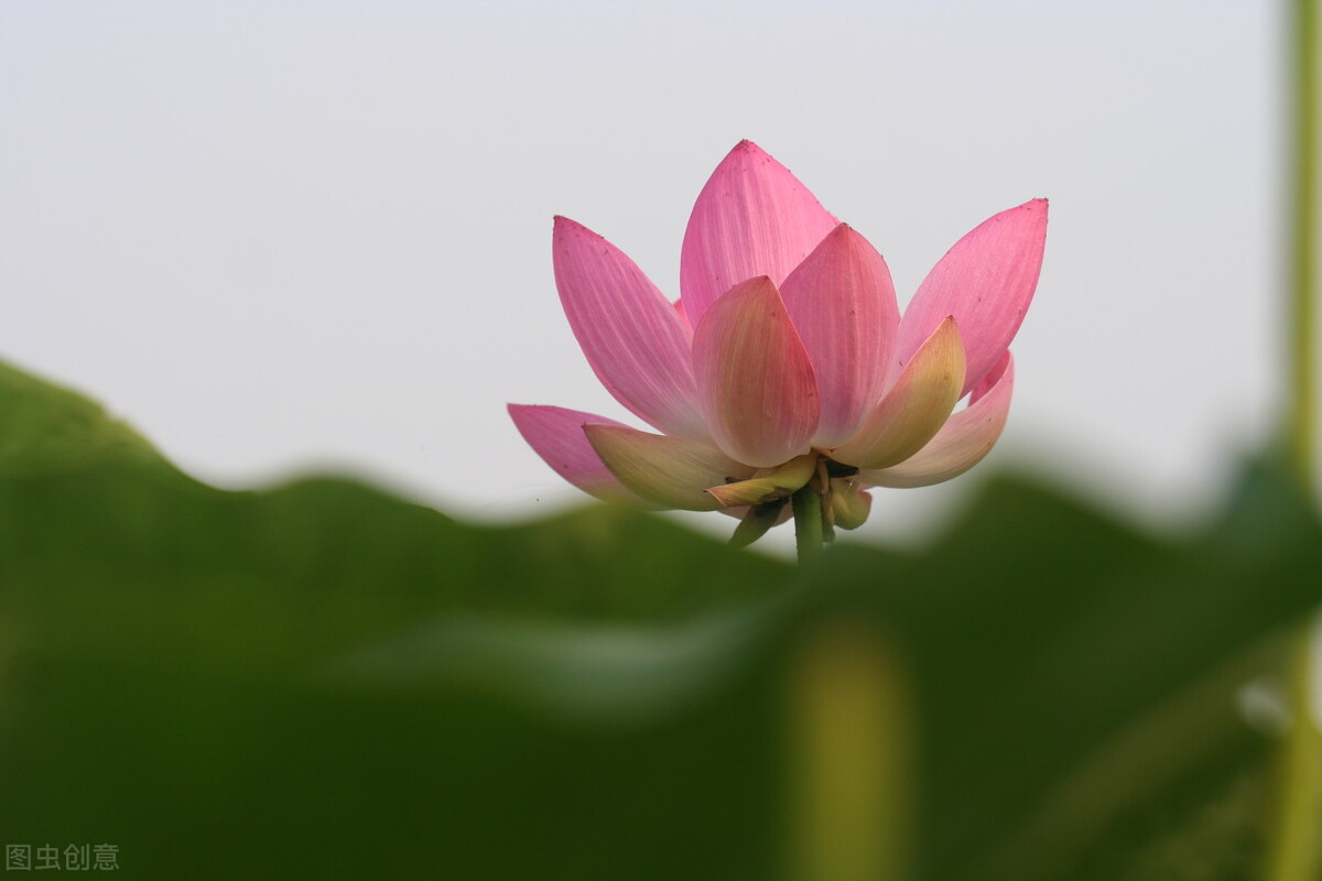 写出好诗的六大要素,如何写好诗的方法和技巧