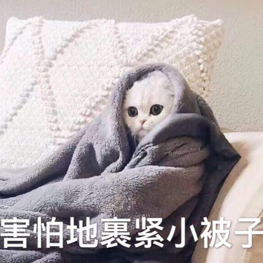 登革热可以传染给宠物吗,登革热蚊子能活多久