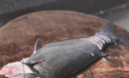 云南特色蒸汽石锅鱼什么鱼最好,特色美味云南蒸汽石锅鱼