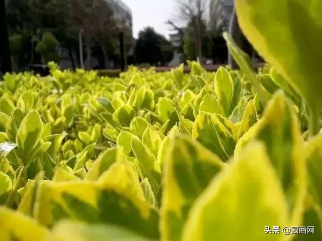色块苗报价,小色块苗的种植前景