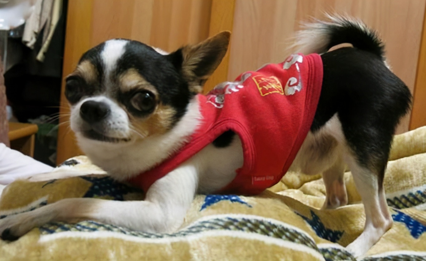 “忽悠”我买吉娃娃的人,你们把我害苦了