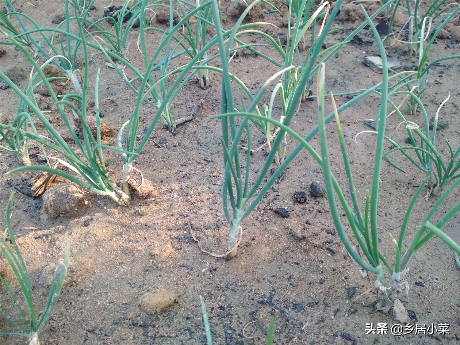 小香葱和葱苗的区别,小香葱幼苗多久才能长得粗壮