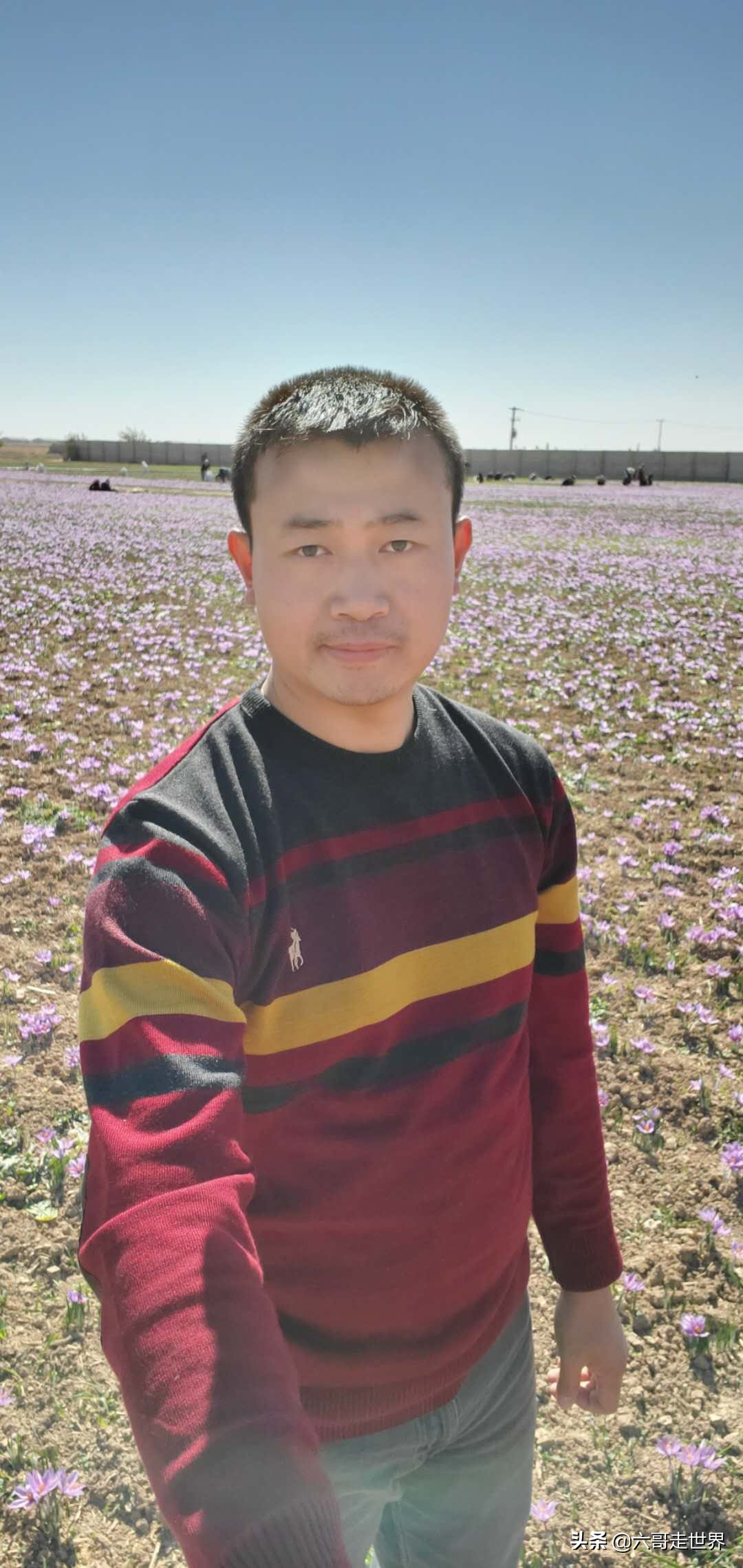 伊朗藏红花丰收季,伊朗红花采摘季