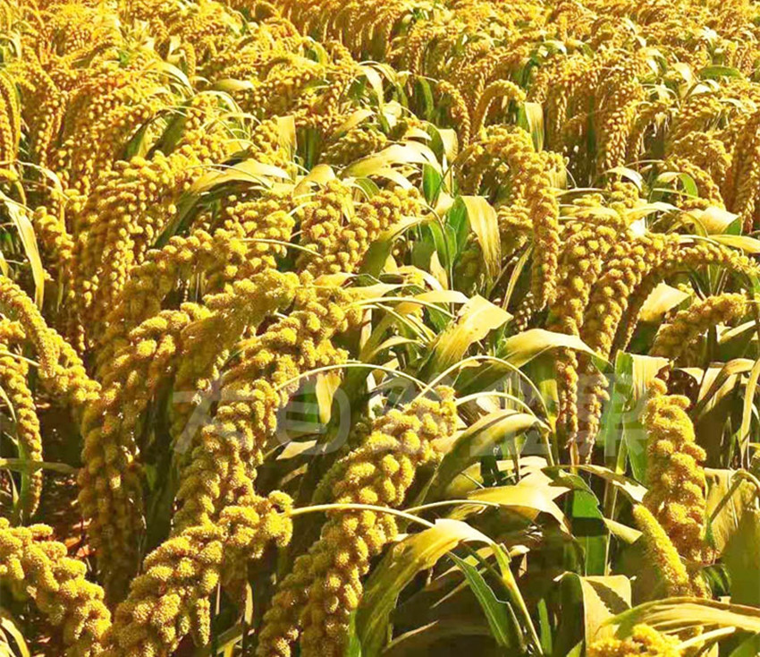 农村种植作物怎么赚钱,农村种植什么赚钱不愁销路大全