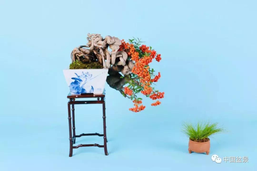 盆景植物最好养的,好养易活的盆景植物有哪些