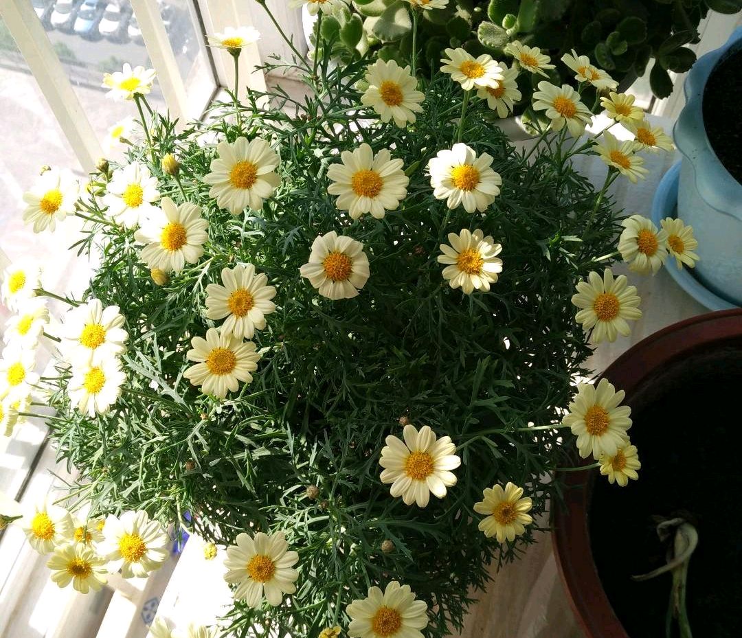 带花苞的菊花移栽后蔫了怎么办,玛格丽特小菊花养殖技巧