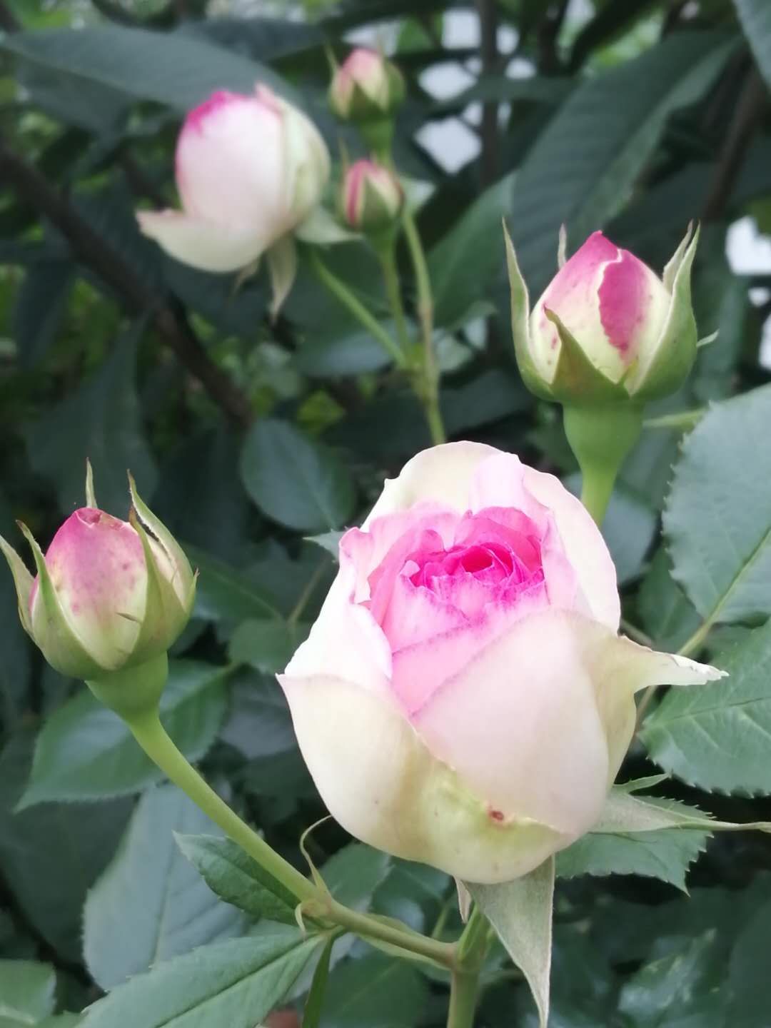 中国诗歌周刊第101期,中国诗歌周刊194期