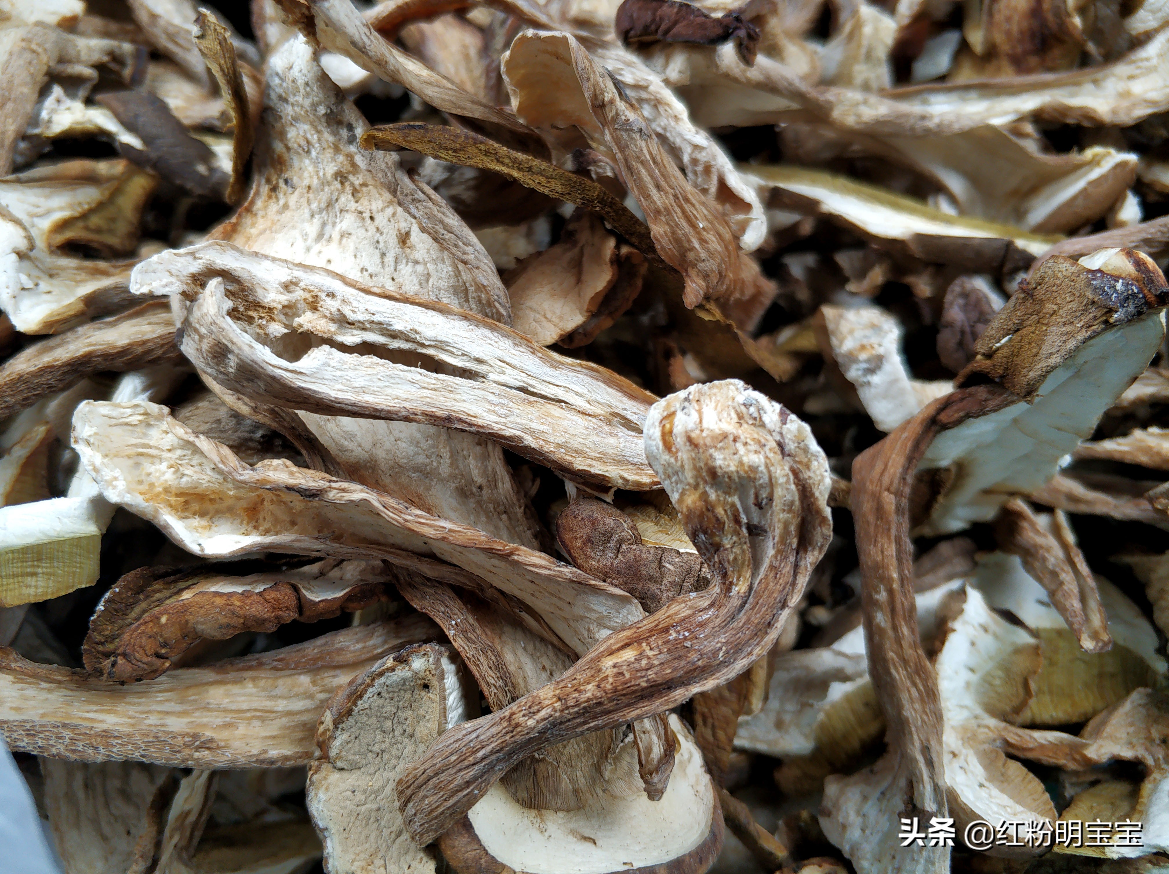 野生蘑菇，大山里的美味牛肝菌｜红菇，有钱也很难买得到