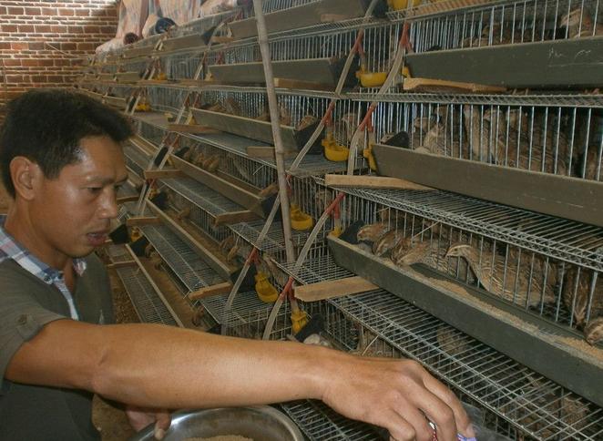 养鹌鹑为什么不能用铁笼子,鹌鹑吃啥饲料好养活一些