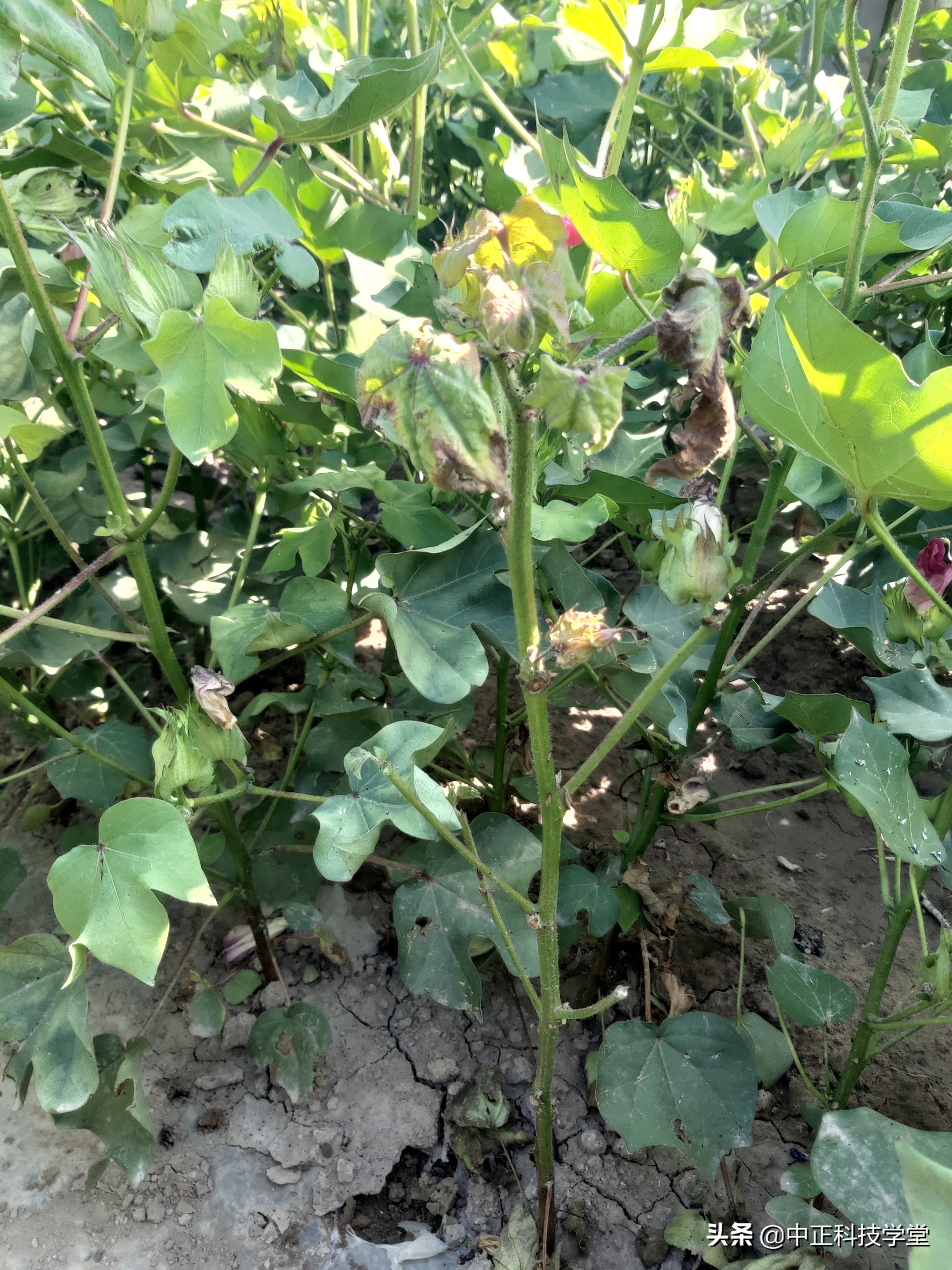 棉花黄萎病最有效的控制方法,棉花黄萎病怎样治