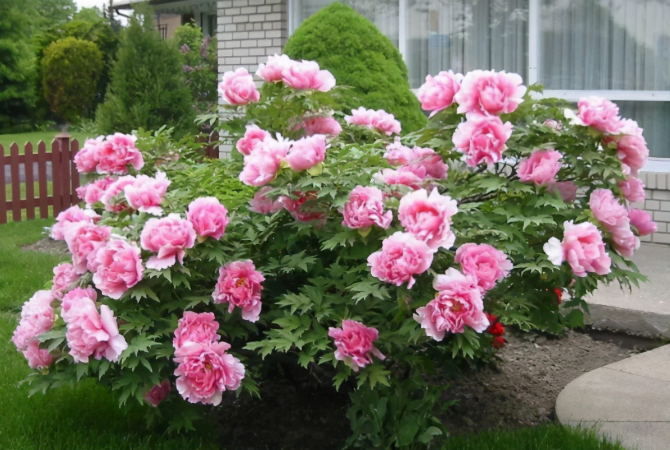 富贵花金玉满堂怎么栽培,6种长寿花能活一百年漂亮又吉利