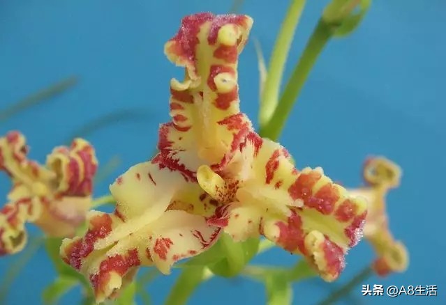 蕙兰兰花品种排名,蕙兰花精品品种